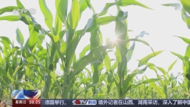 [朝聞天下]農業農村部_啟動農業防高溫干旱三級應急響應_2025-07-27_08_29_33.jpg