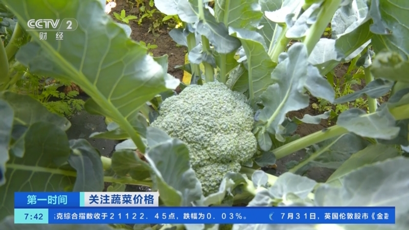 [第一時間]關注蔬菜價格_農業(yè)農村部,7月份全國蔬菜價格環(huán)比上漲0_5__2025-08-01_08_23_39.jpg
